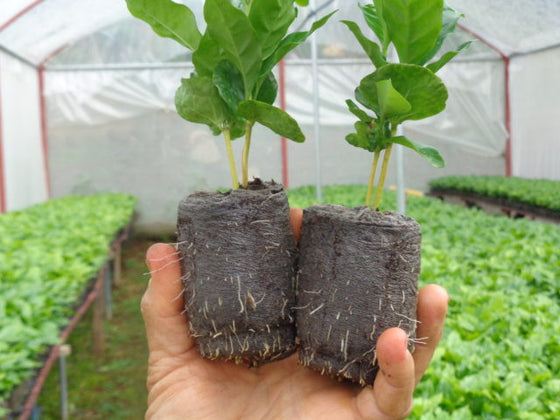 New Coffee: Finca Rosa Linda