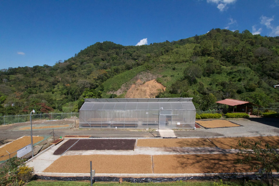 San Rafael Tarrazu coffee farm