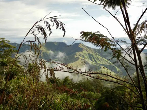 Korofeigu coffee farm