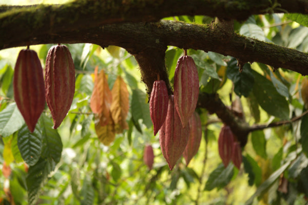 goodnow farms chocolate banana split 