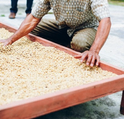  Kintamani blue moon bali coffee