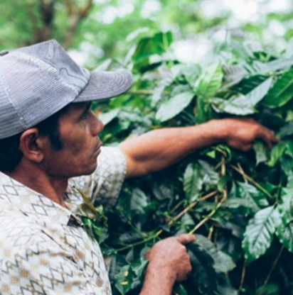  Kintamani blue moon bali coffee