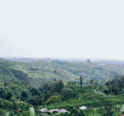  Kintamani blue moon bali coffee