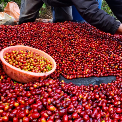 tolima coffee colombia