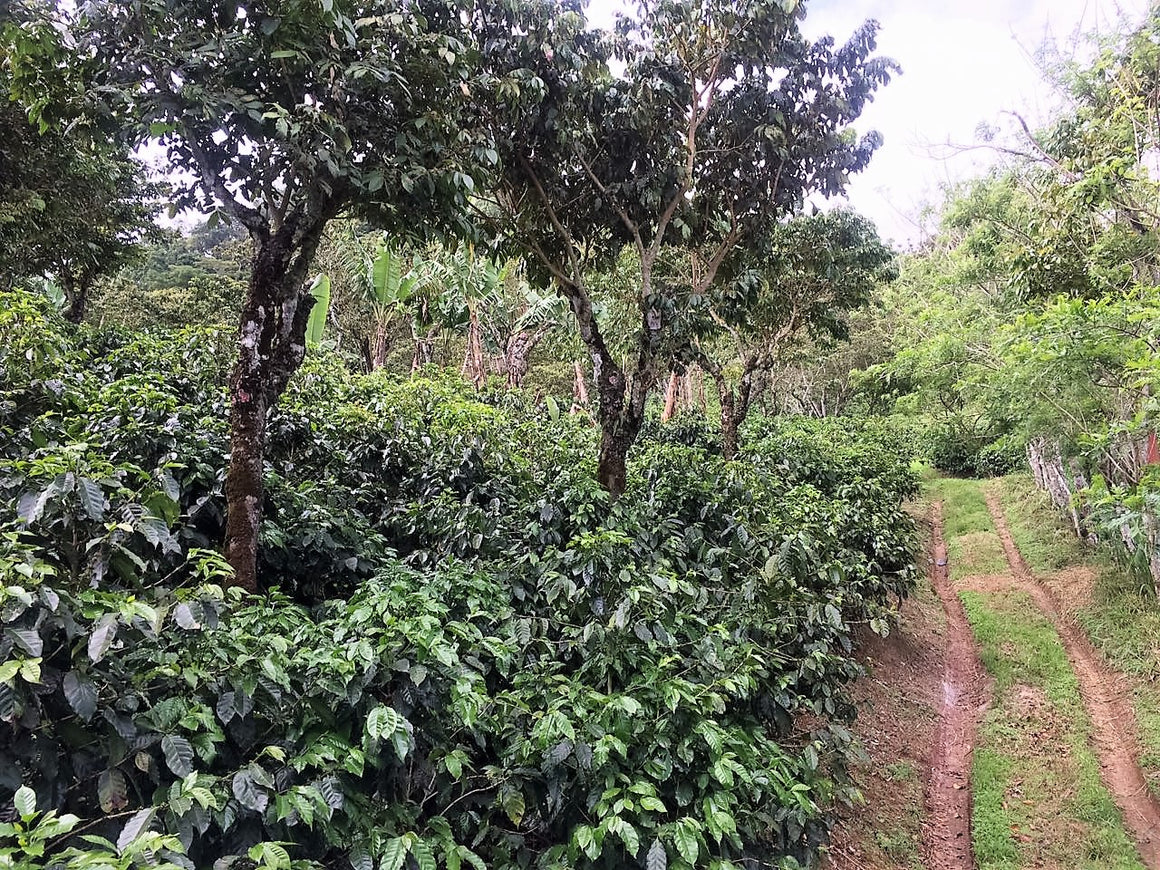El Poeta Coffee Costa Rica